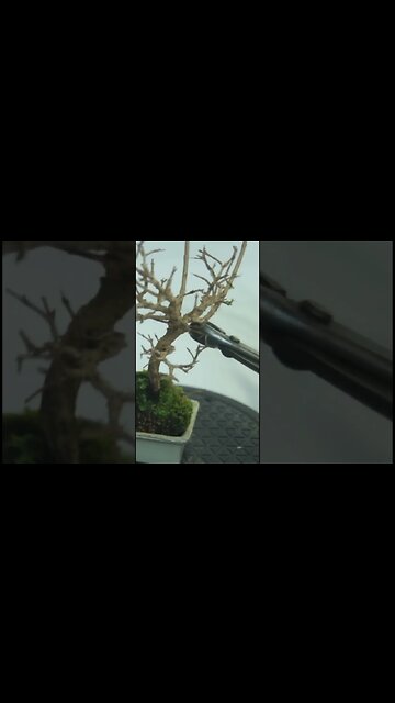 Small Pomegranate Bonsai #shorts