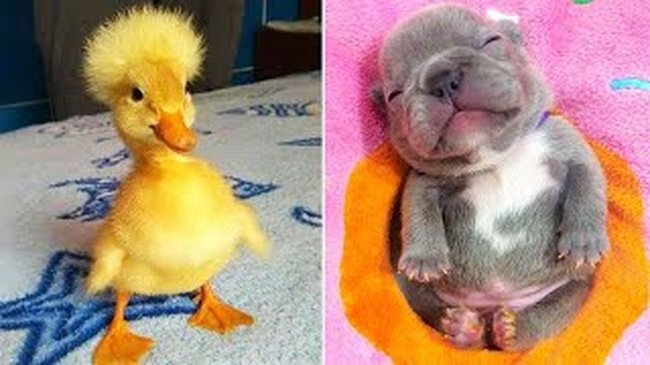 Funniest Animals 😂 Best Funny