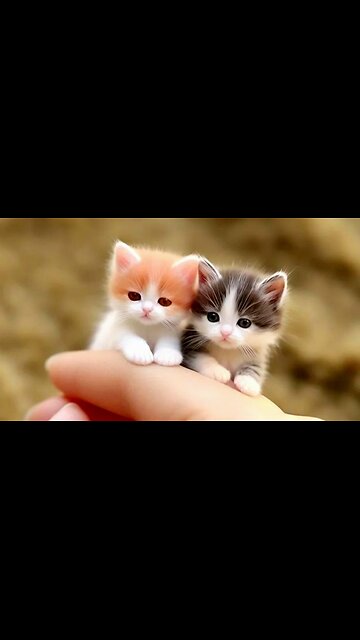 🐯"Adorable Cat Moments"🐯