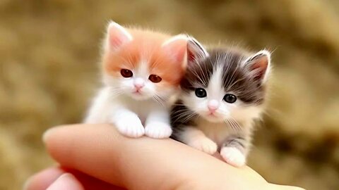 🐯"Adorable Cat Moments"🐯