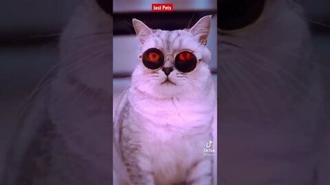 Cat cooking skils wait for it #shorts Cat Reaction 🐱