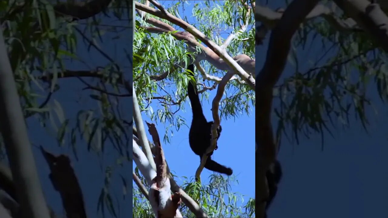 Gibbon Calling Out to Friends #shorts #short