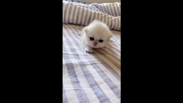 SUPER CUTE PLEASE FOLLOW ME 🙏🙏 or subscribe