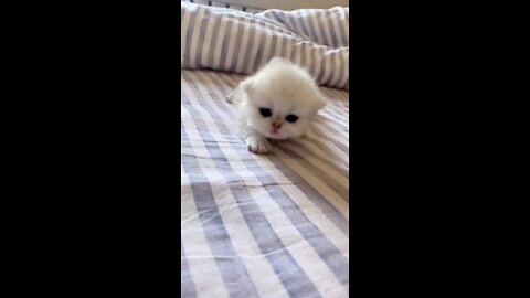 SUPER CUTE PLEASE FOLLOW ME 🙏🙏 or subscribe