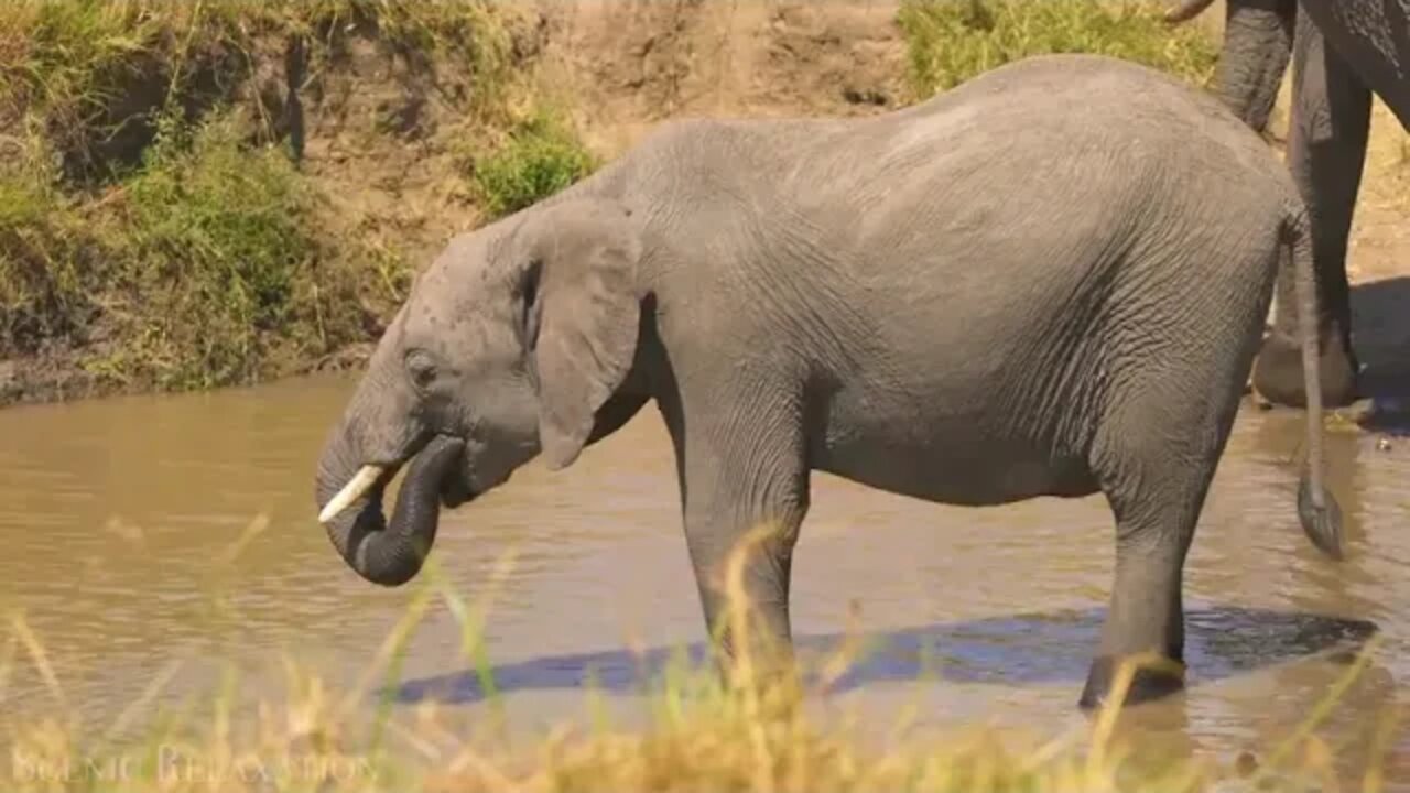 Animals of Africa 4K Scenic Relaxation Film With Calming Music