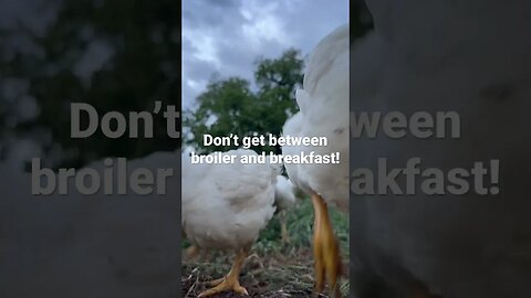 Broilers are serious about their breakfast! #broilerchickens #farmlife #meatchickens #homestead