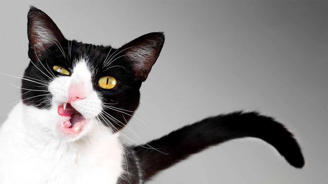 ridiculous cat video compilation