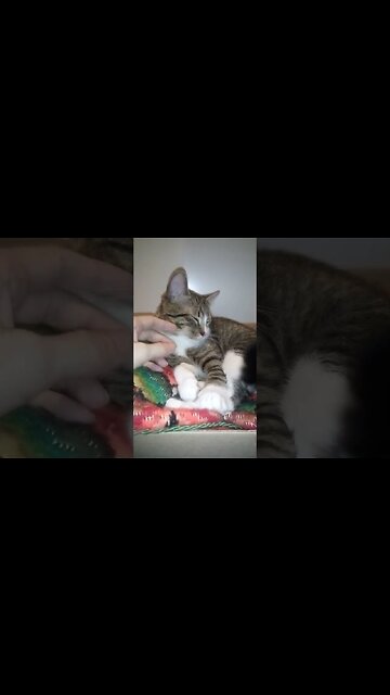 Cat Sleeps on an Old Pillow #shorts