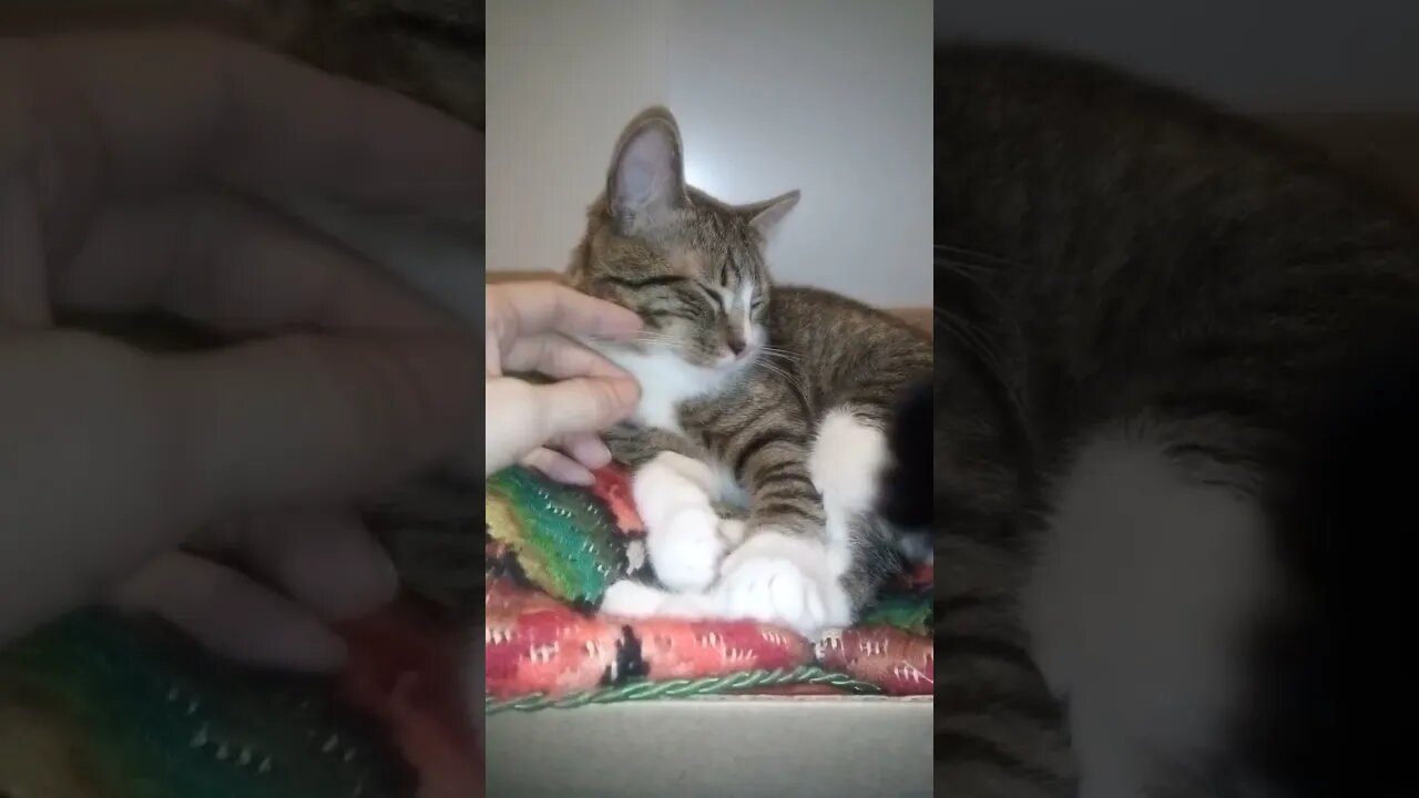 Cat Sleeps on an Old Pillow #shorts