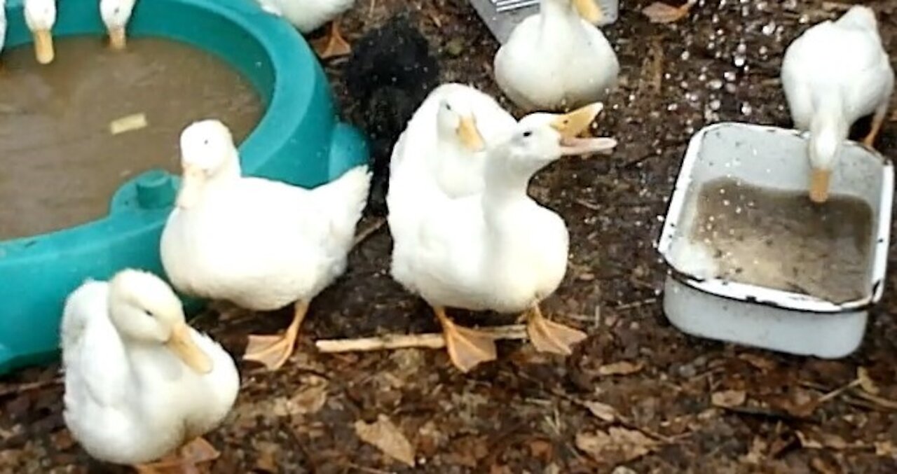 The Ducks Love to Drink Water From a Hose