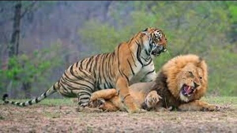 When Tigers And Lions Face Each Other