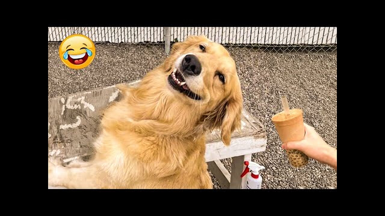 Try Not To Laugh Cats And Dogs Videos 😺🐶 Best Of The 2024 Funny Animal Videos 😁