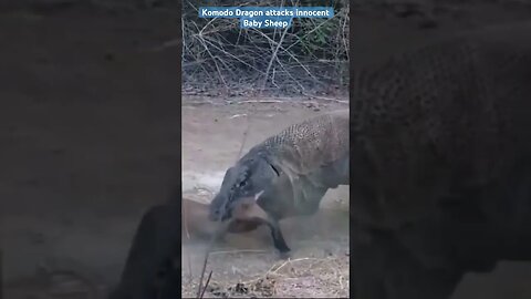 Komodo Dragon attacks innocent Baby Sheep #animalshorts #animals #komodo #sheep #animalhunting