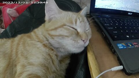 Watch a Cat fall asleep