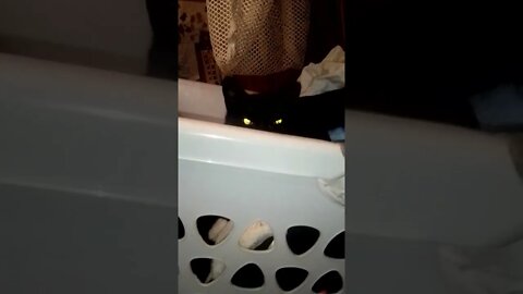 there's SOMETHING in my LAUNDRY BASKET (it's a cute little Kitten Friend ^_^)