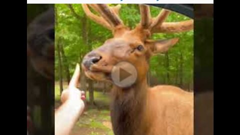 Funny animal deer video😂🤣😂😂🤣