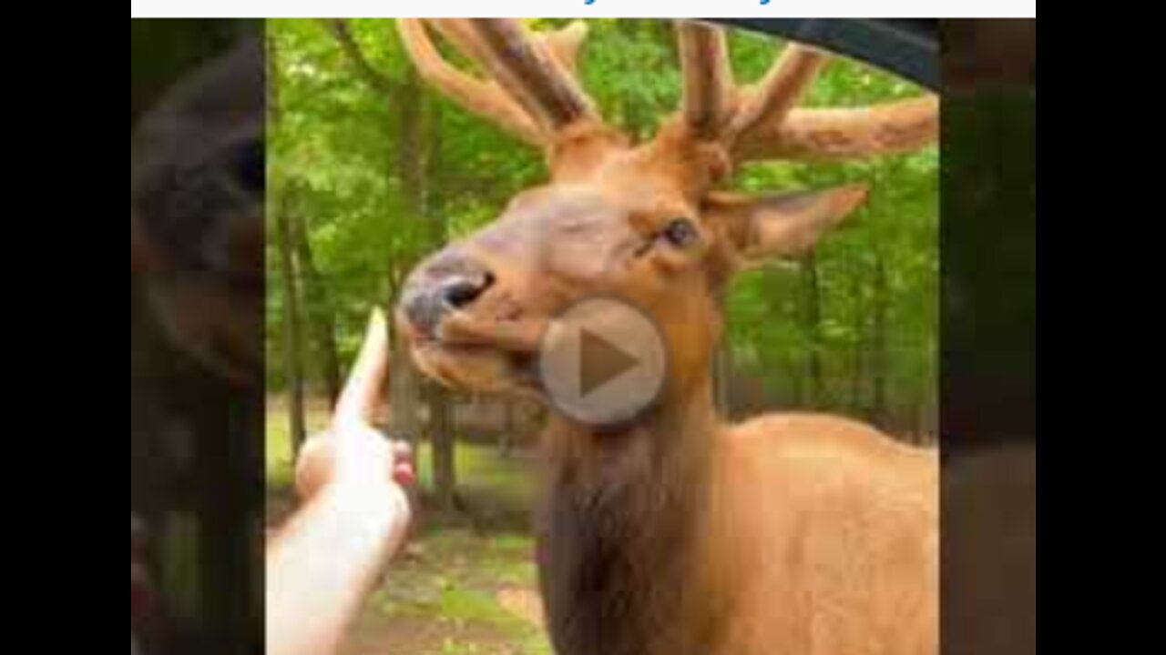 Funny animal deer video😂🤣😂😂🤣