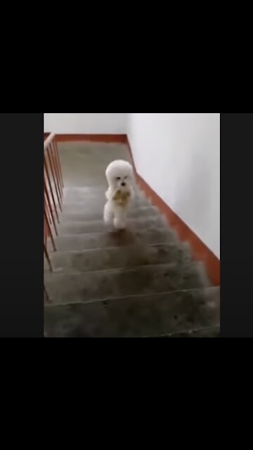 Talented Dog Can Walk Up Stairs on Two Legs