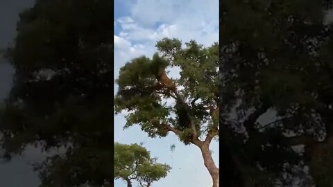 lion snatching #ytshorts #shorts #PetpupFun #Fun #Dogs #Cats #Entertaiment #trending #viral