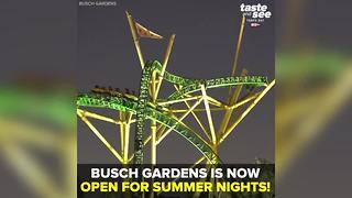 Ride until dark at Busch Gardens Summer Nights | Taste and See Tampa Bay