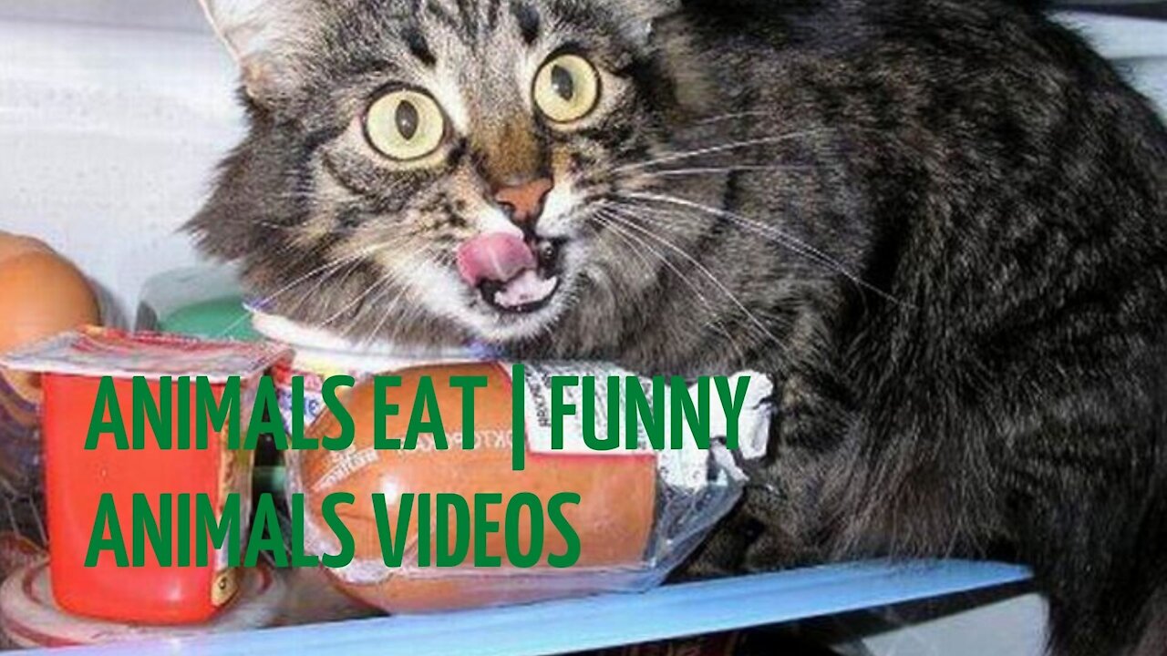 Animals eat | funny animals videos