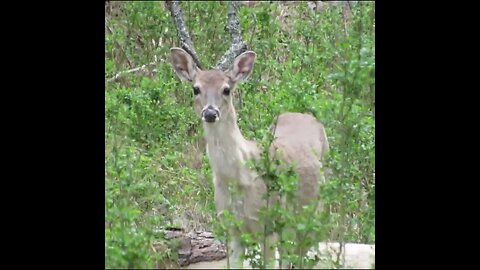 Deer in the Woods