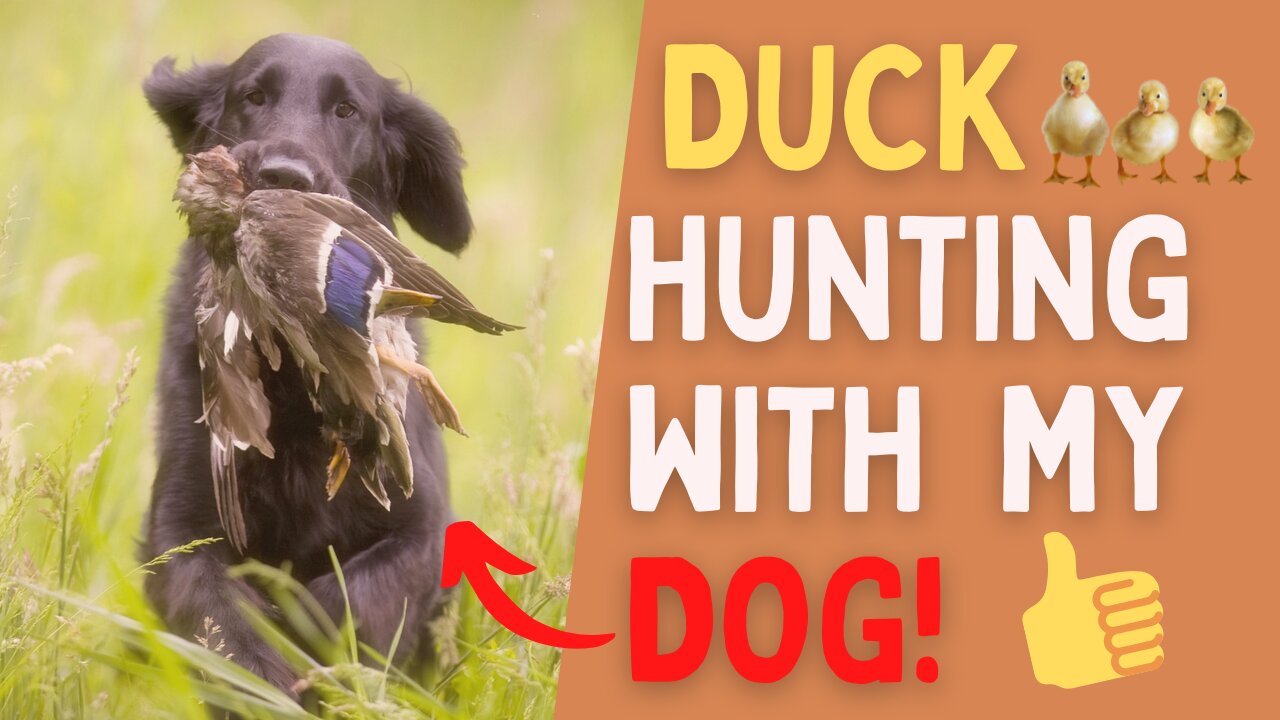 🐶​​ DUCK Hunting Dog Training! - (First TIME!) ​👍​