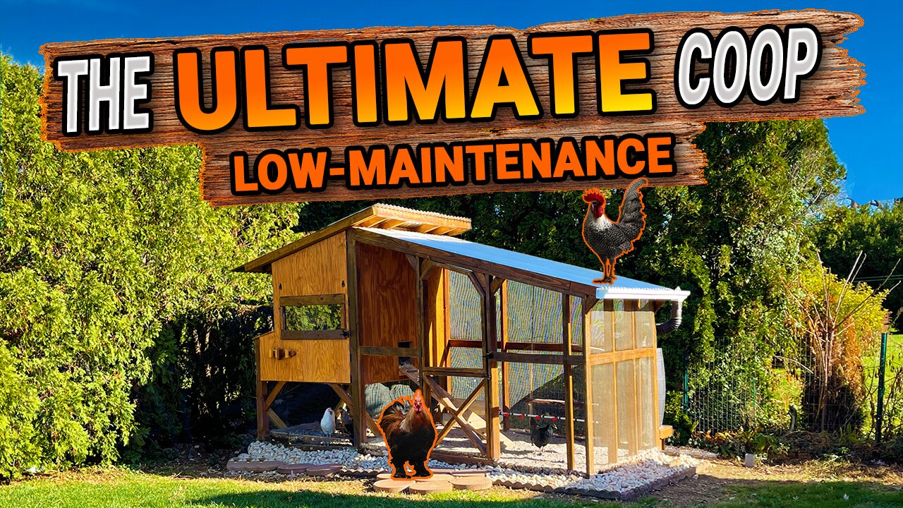 EASY Low-Maintenance CHICKEN COOP | DIY | TIMELAPSE