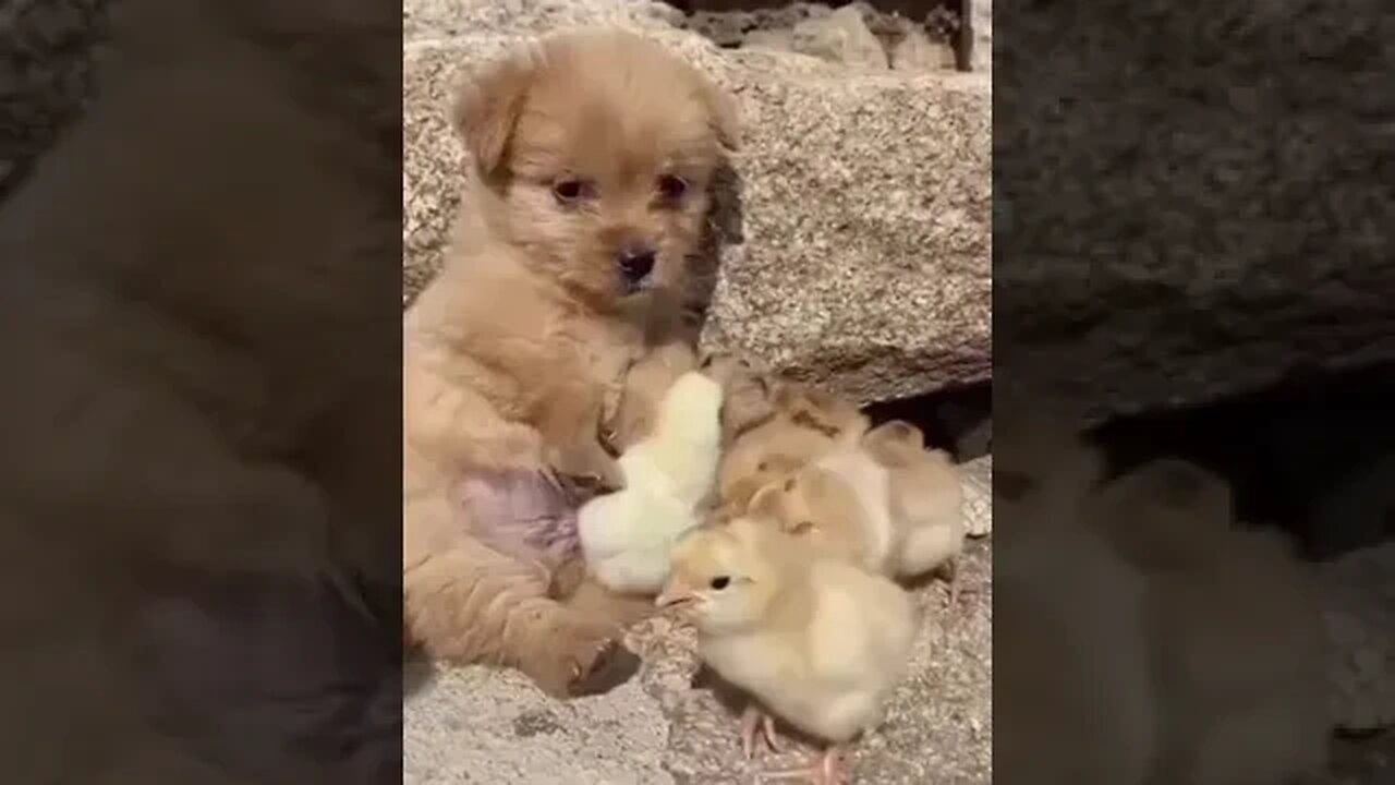 Dog and Ducks Loves To play Together #animallover #cuteanimalsfunnyvideos