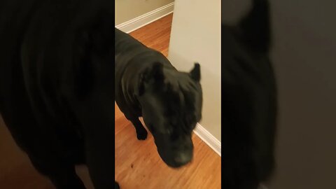 Cane Corso walls