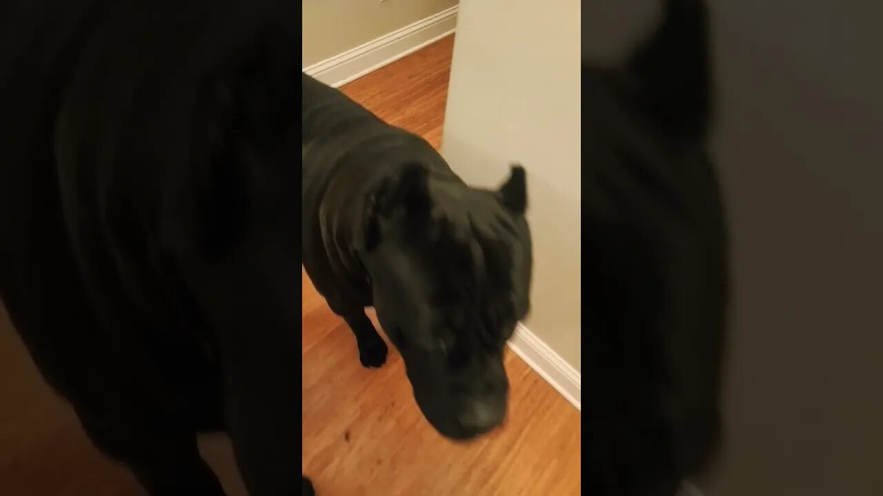 Cane Corso walls