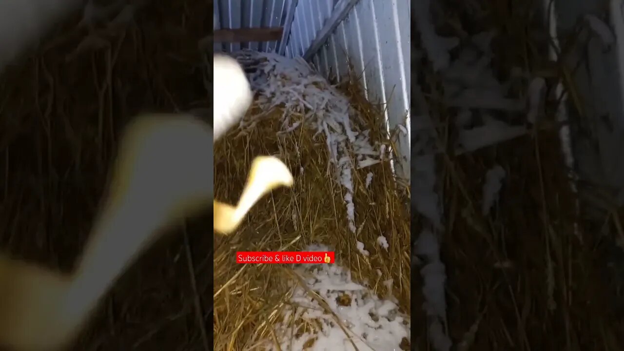 Weekend Duck Farming episode 2😁🪿|#shorts #short #shortvideo #shortsvideo #shortsfeed #video #viral