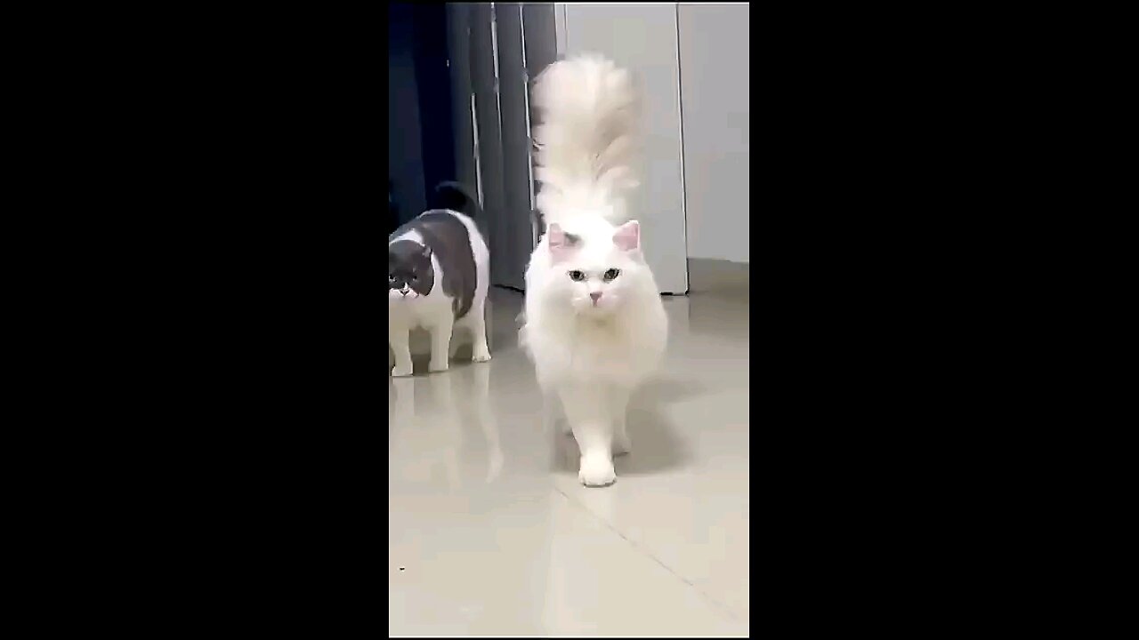 cuty cat