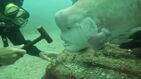 Video of the Day: A video of a diver feeding an unusual fish has gone viral on Twitter.