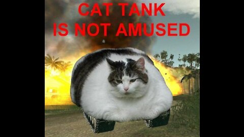 Beautiful and wonderful cats VS fantastic dogs