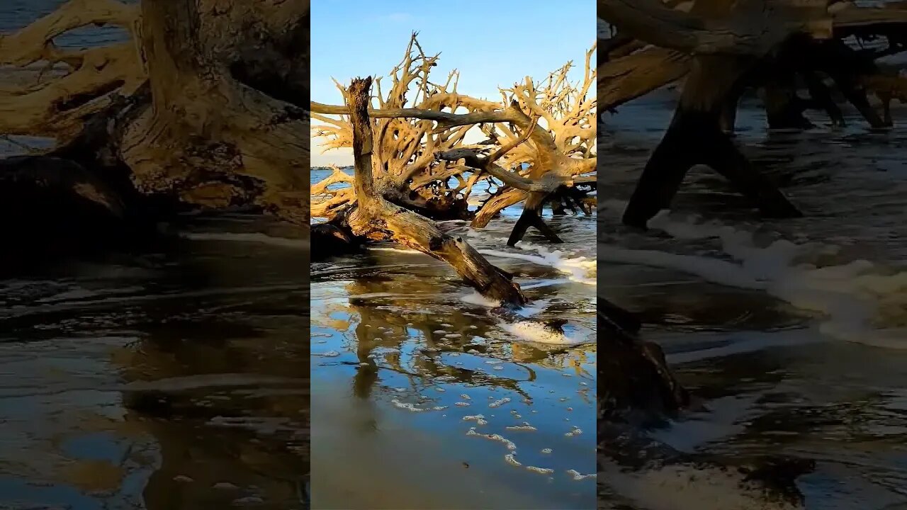 ⛱️ Jekyll Island ⛱️ - Driftwood Beach 2 #shorts