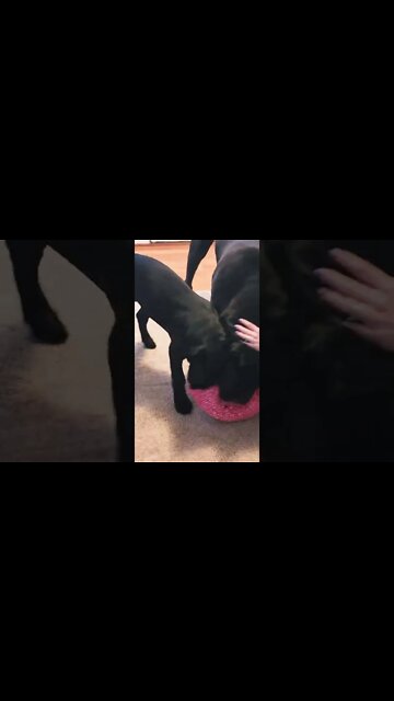 Puppy Sounds Like a MONKEY #shorts #funny