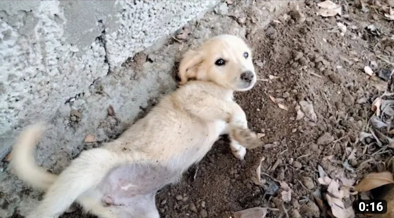 Cute dog video