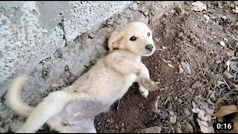 Cute dog video