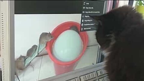 Cat tries to catch mice on screen