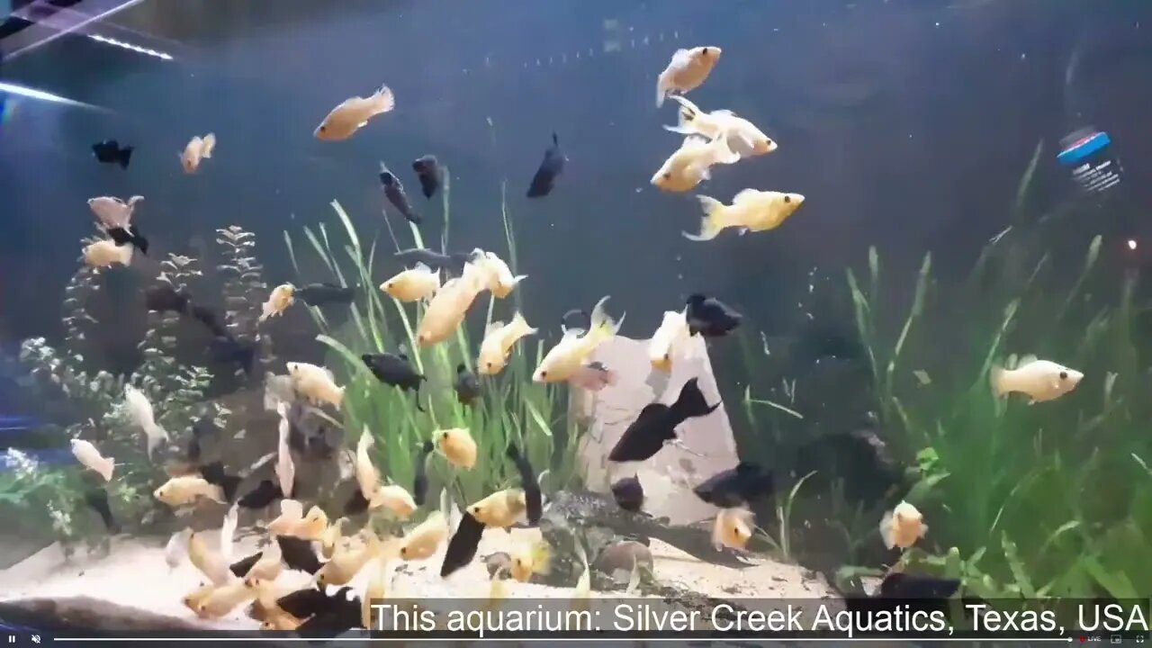 Natural Aquariums Live