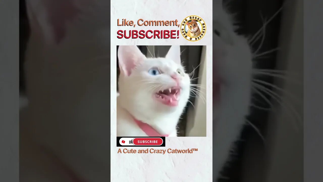 This Cat Has the Voice of AN ANGEL! 😻 (#230)