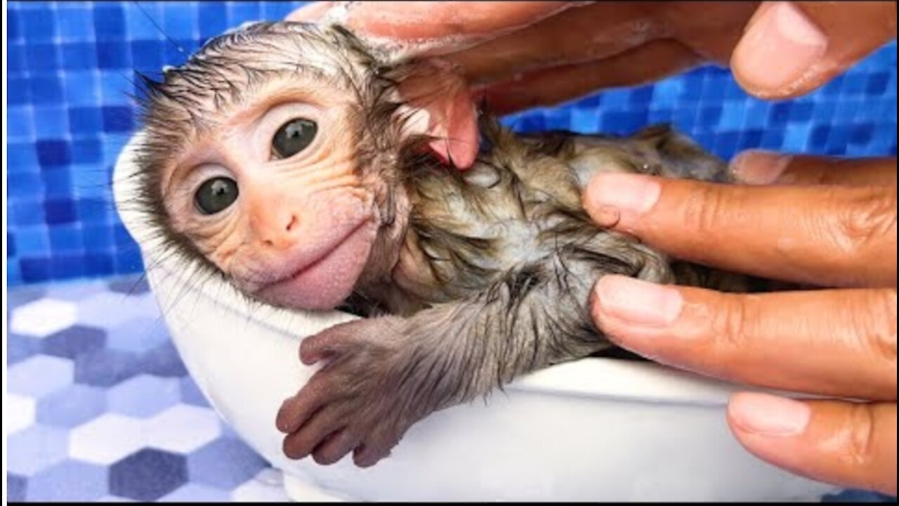 Baby monkey Bon Bon bath in the bathtub and eating watermelon ice cream with puppy in the garden