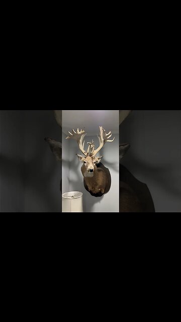 Super Rare Unicorn Deer