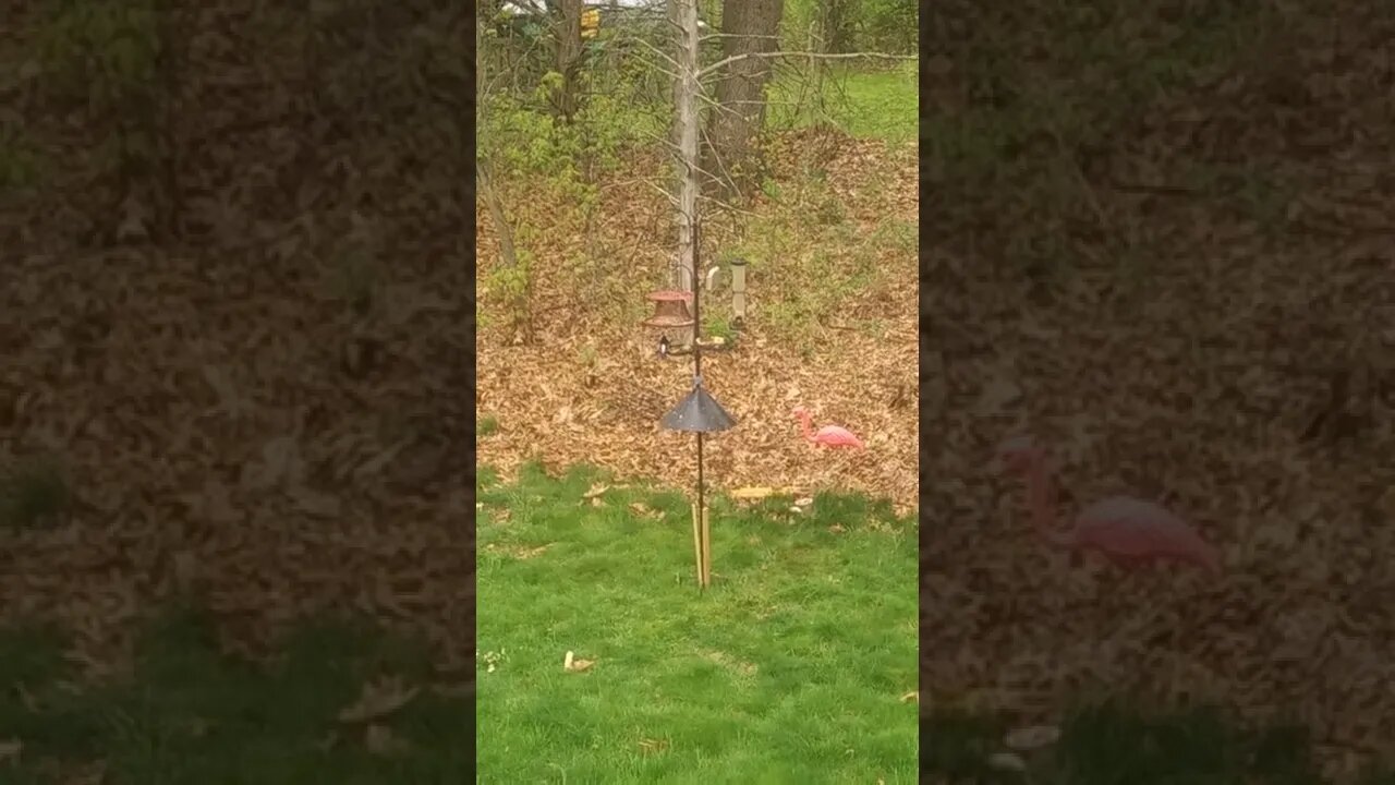 BirdFeeder under Rainfall