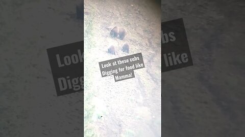 Look at these cubs digging for food like Mamma #grizzly #grizzlies #bear #cubs #shortsfeed #wyoming