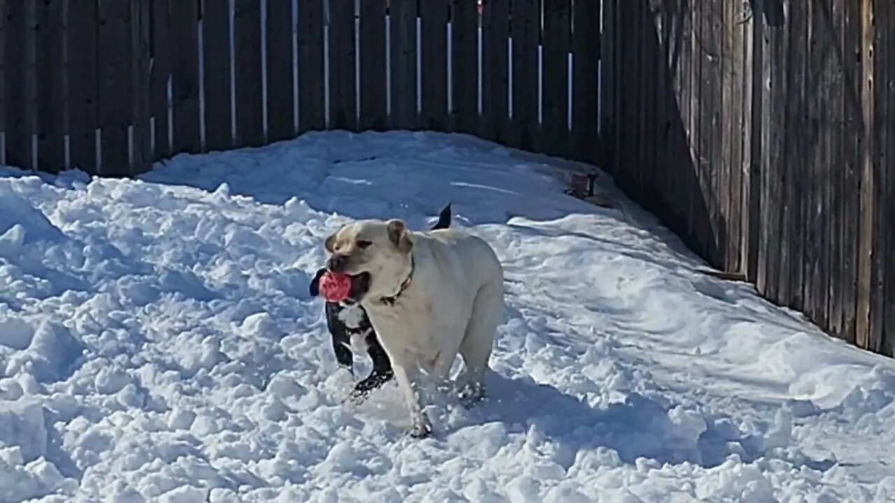 Just 2 Best dog Friends Playing