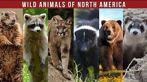 Bustling Animal World Sounds: Lynx, Leopard & Tiger - Animals Video