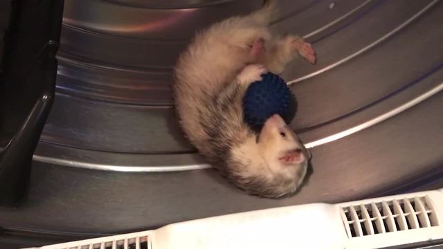 Funny Ferrets