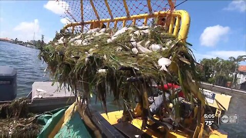 Red tide cleanup continues across Tampa Bay